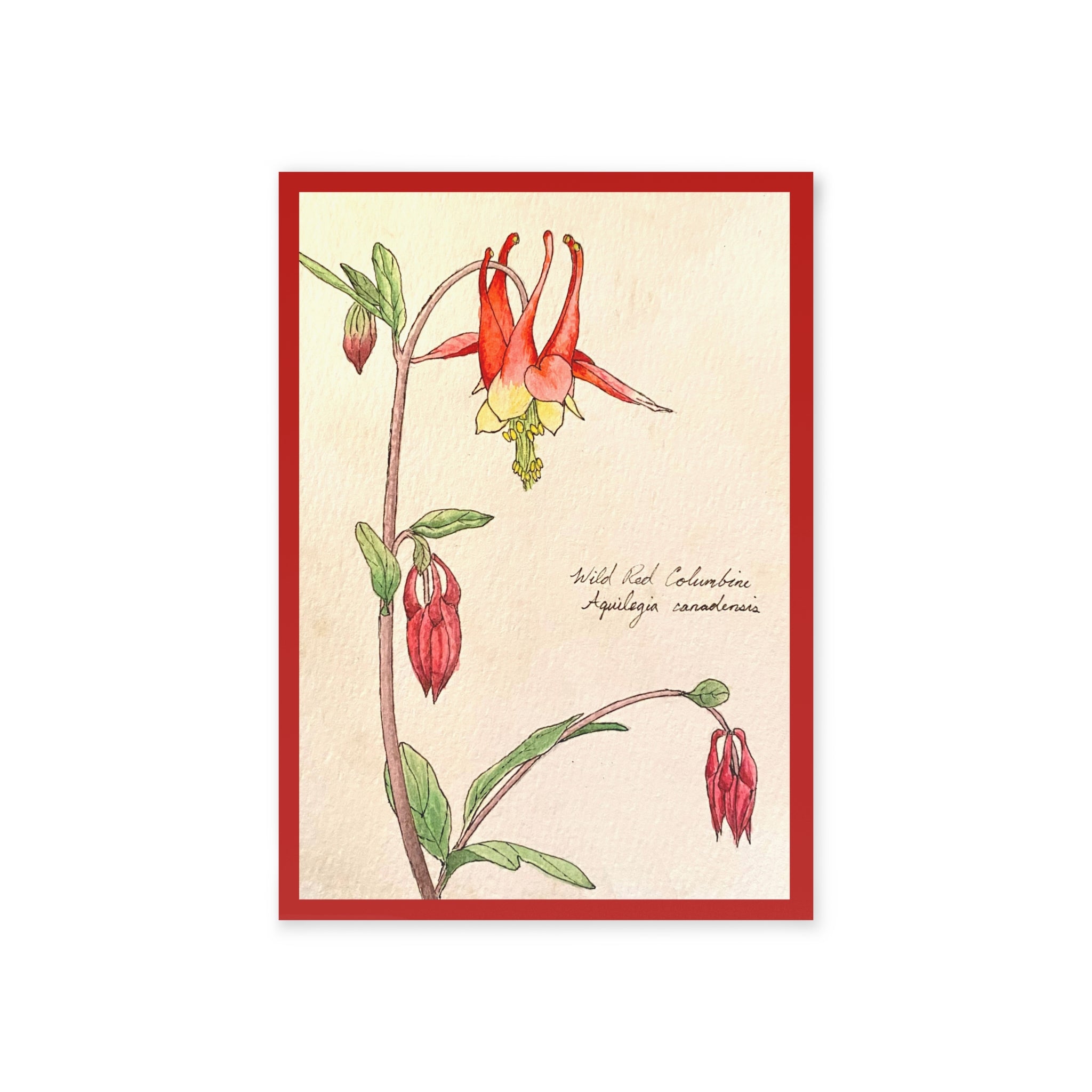 Greeting card with illustration of a red and green flower with a red border on a beige background