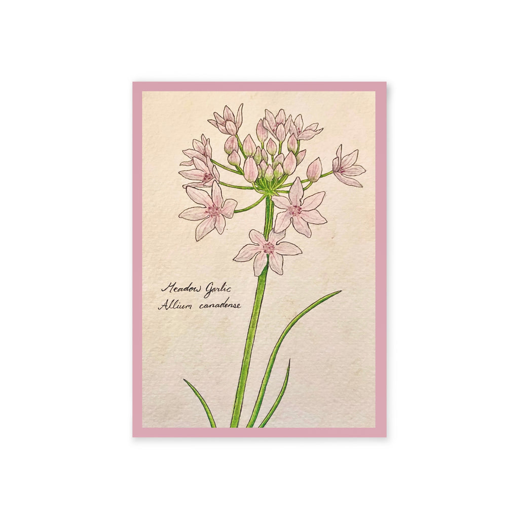 Greeting card with botanical illustration of light pink flowers