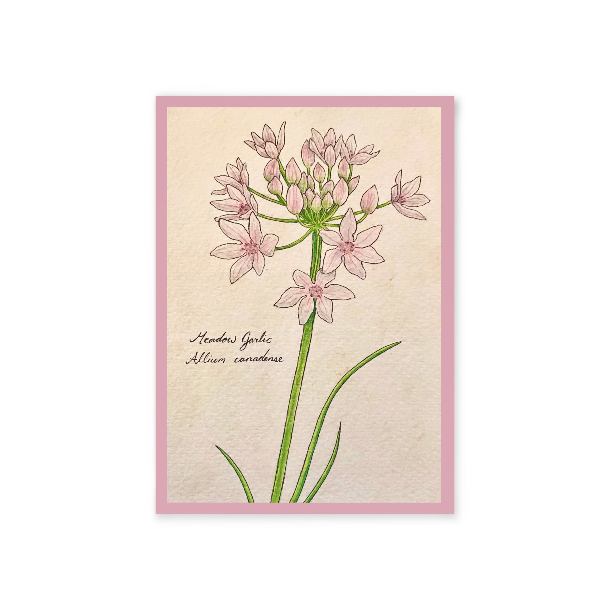 Greeting card with botanical illustration of light pink flowers
