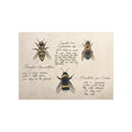 Illustrations of bees on a textured beige background with text.