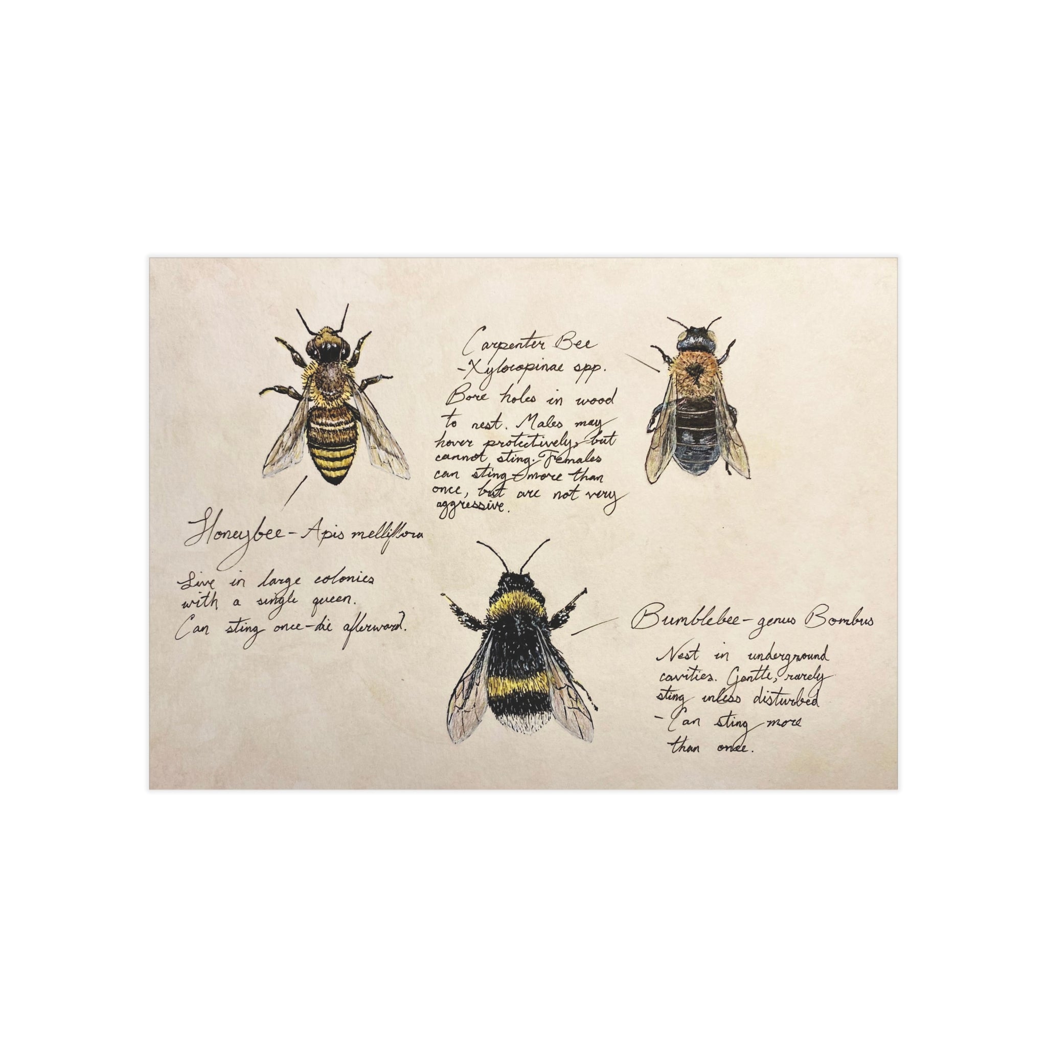 Illustrations of bees on a textured beige background with text.
