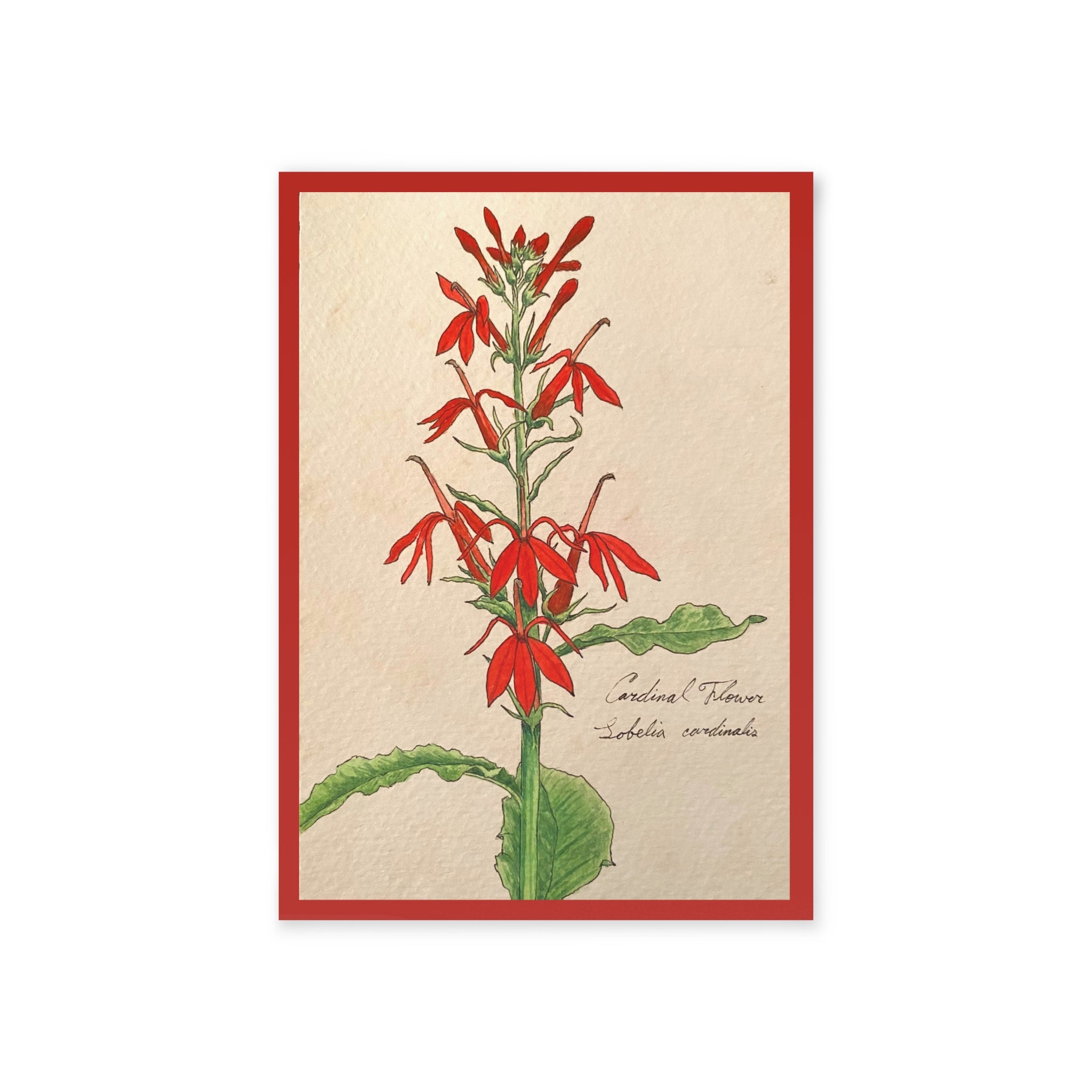 Greeting card with a botanical illustration of a red flower with green leaves on a beige background