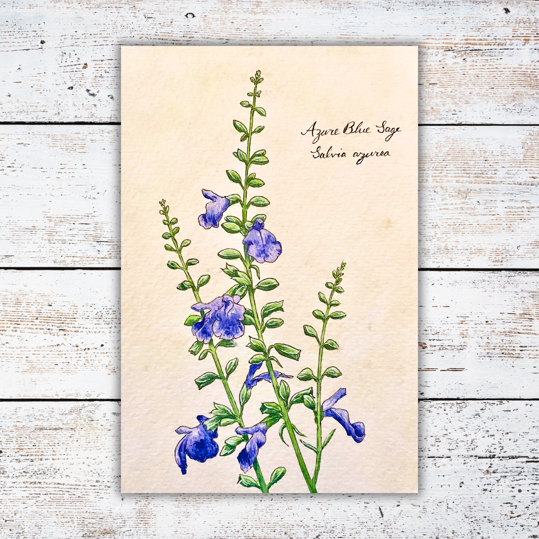 Botanical illustration on a white wood surface