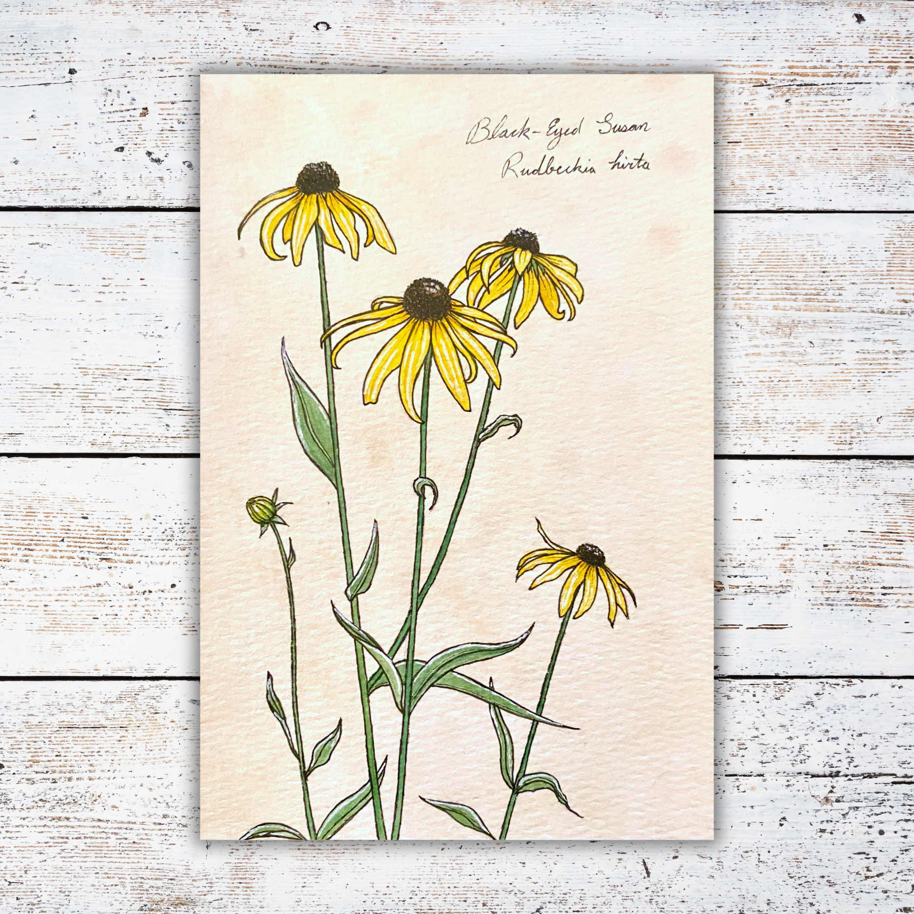 Botanical illustration of yellow flowers on a white wood background