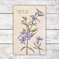 Botanical illustration of flowers on a white wood surface