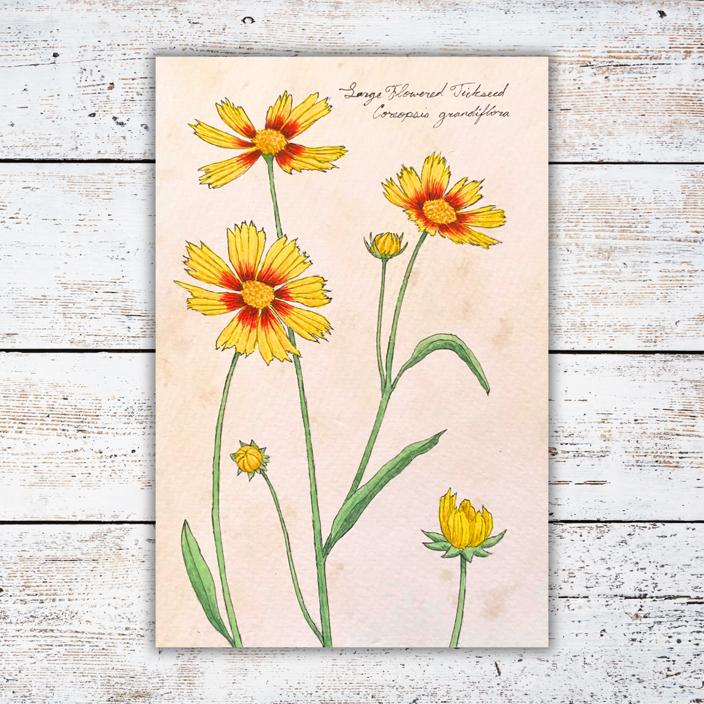 Botanical illustration of yellow flowers on a white wood surface