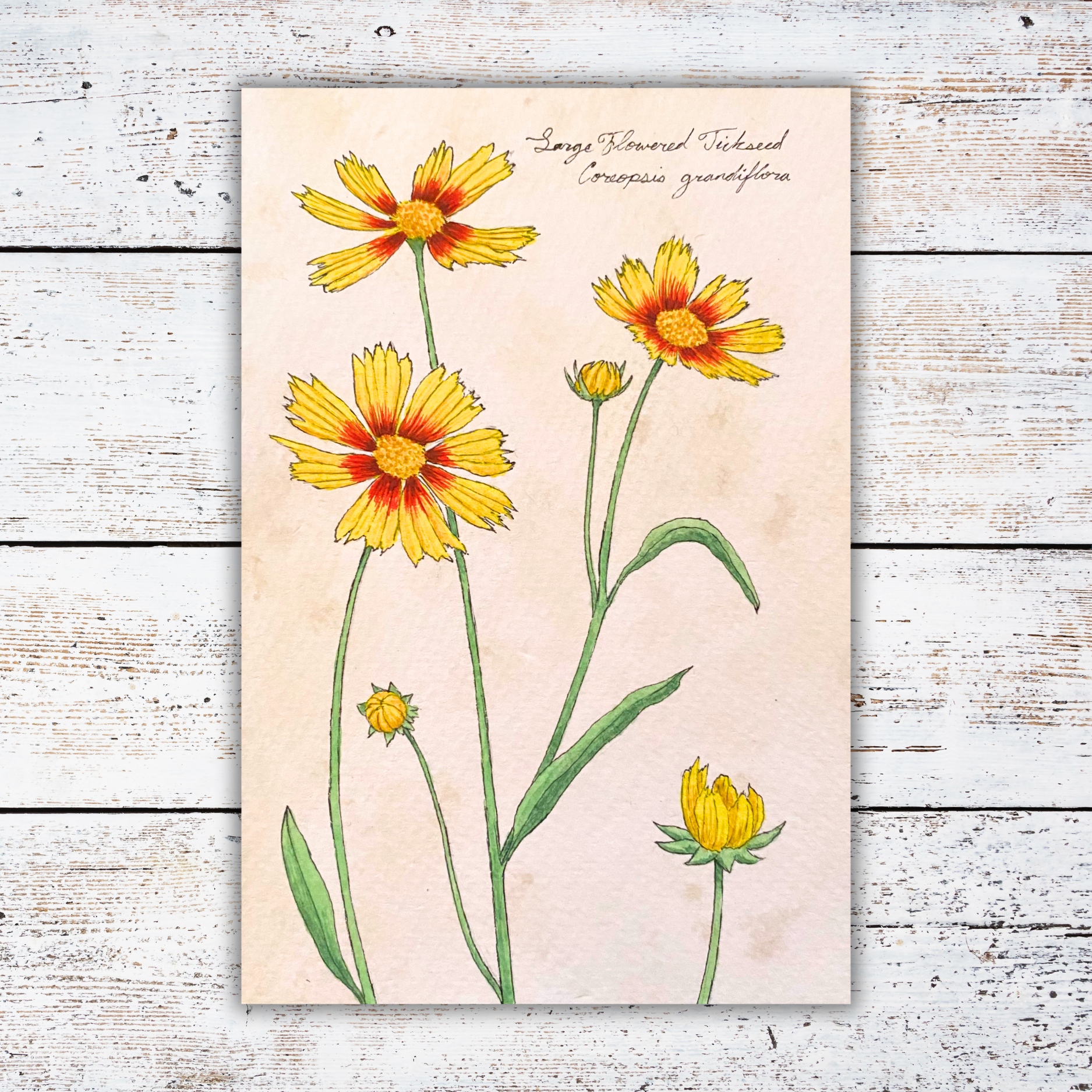 Botanical illustration of yellow flowers on a white wood surface