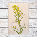 Botanical illustration of a yellow flower on a white wood background