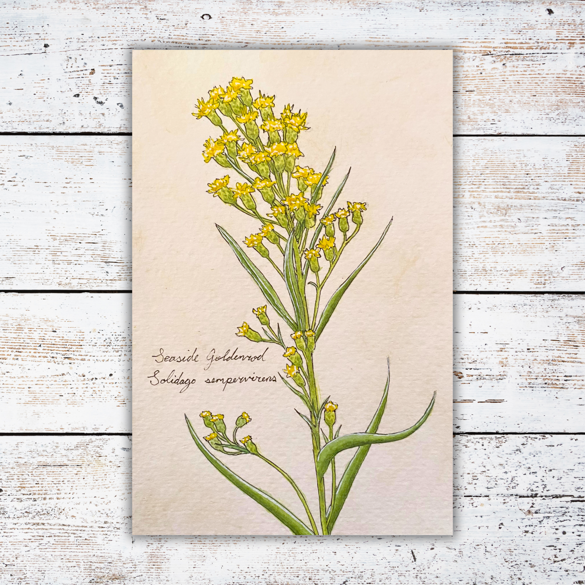 Botanical illustration of a yellow flower on a white wood background