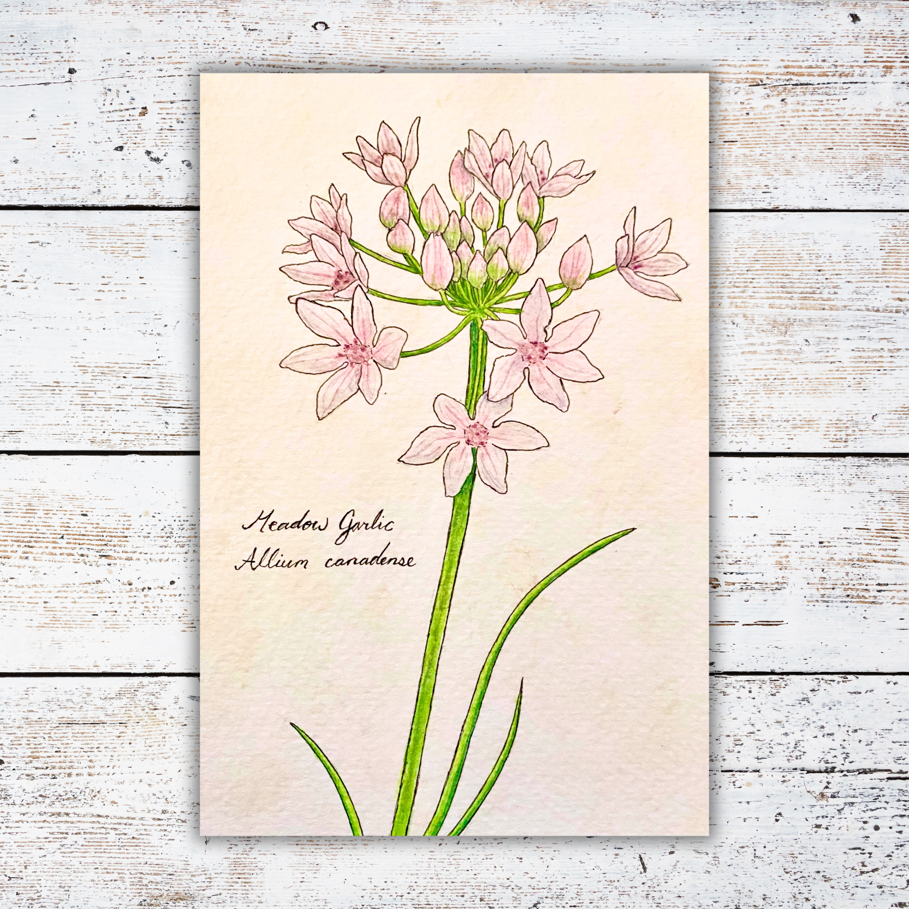 Illustration of pink flowers on a white wood background