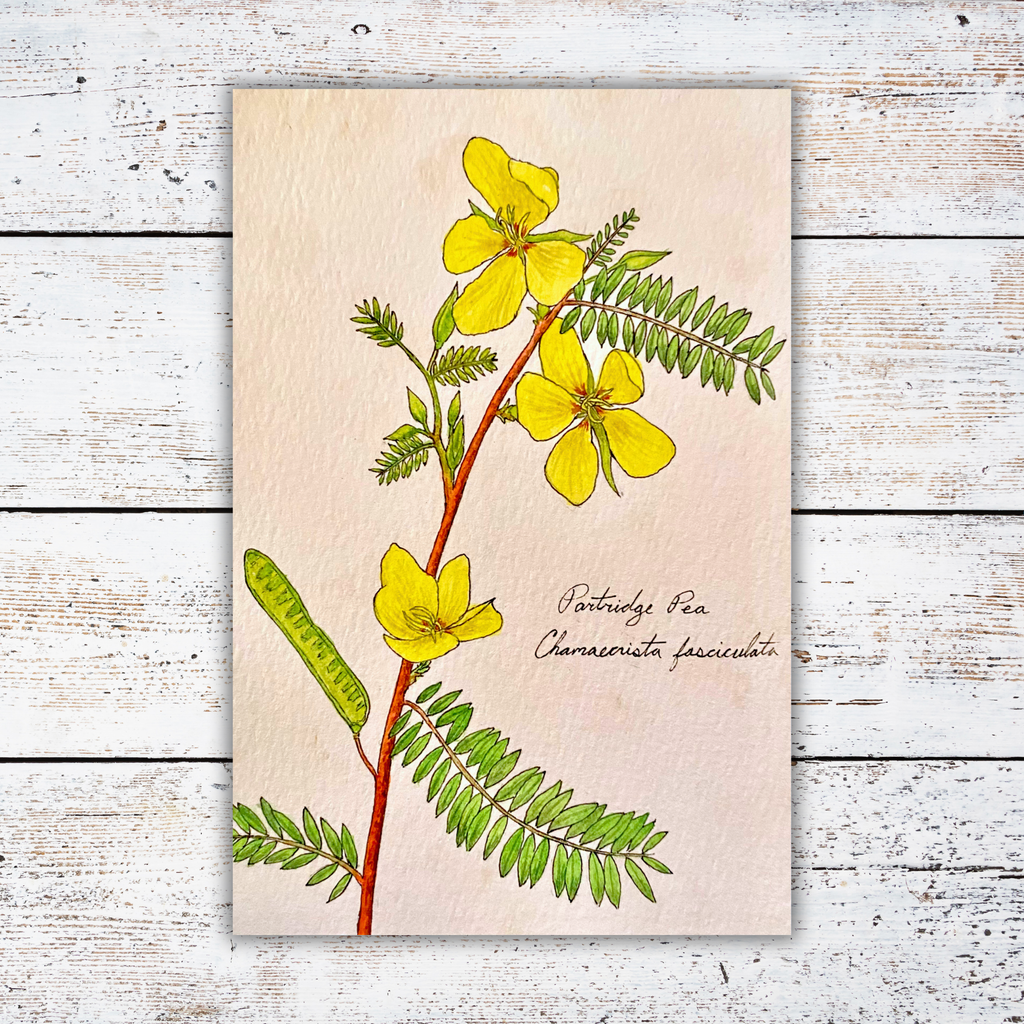 Botanical illustration of yellow flowers on a white wooden surface