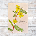Botanical illustration of yellow flowers on a white wooden surface
