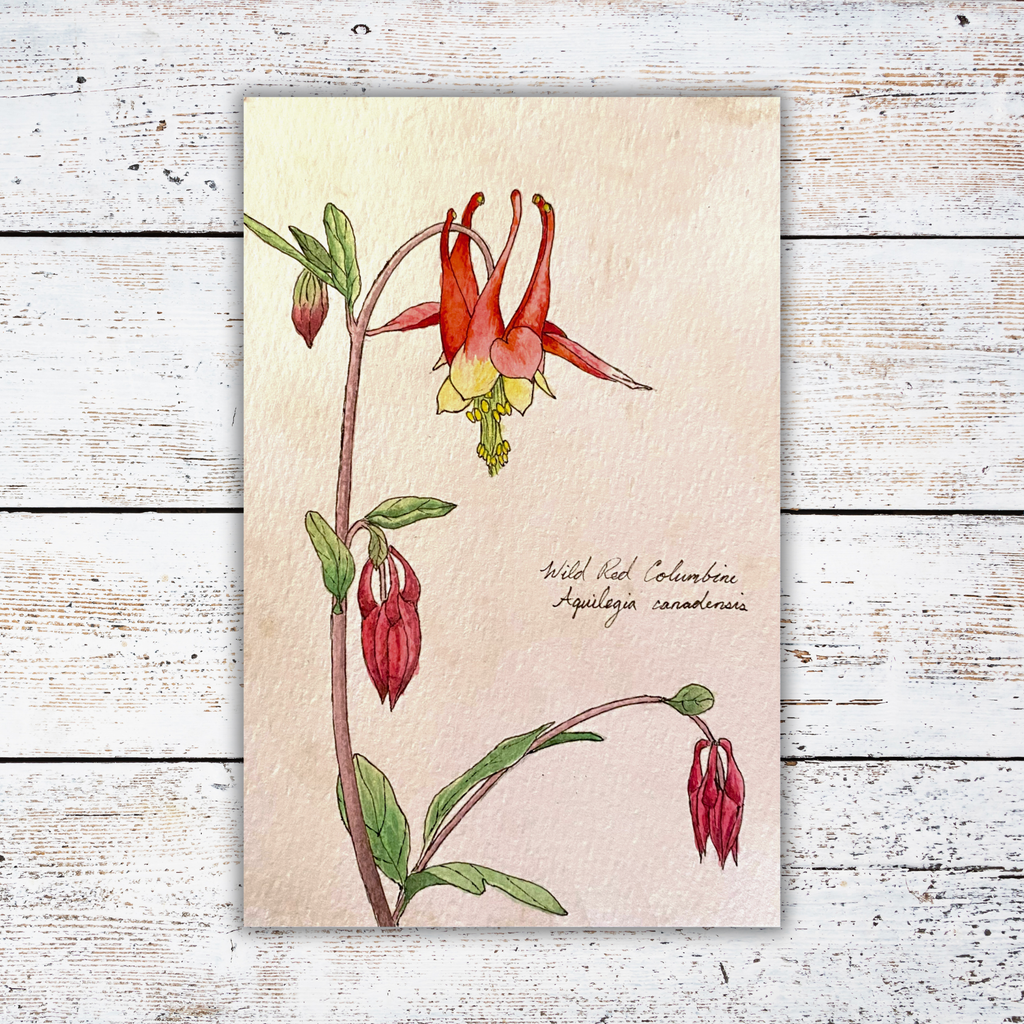 Botanical illustration of red and yellow flowers on a white wood background