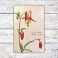 Botanical illustration of red and yellow flowers on a white wood background