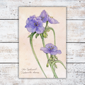 Illustration of purple flowers on a white wood background