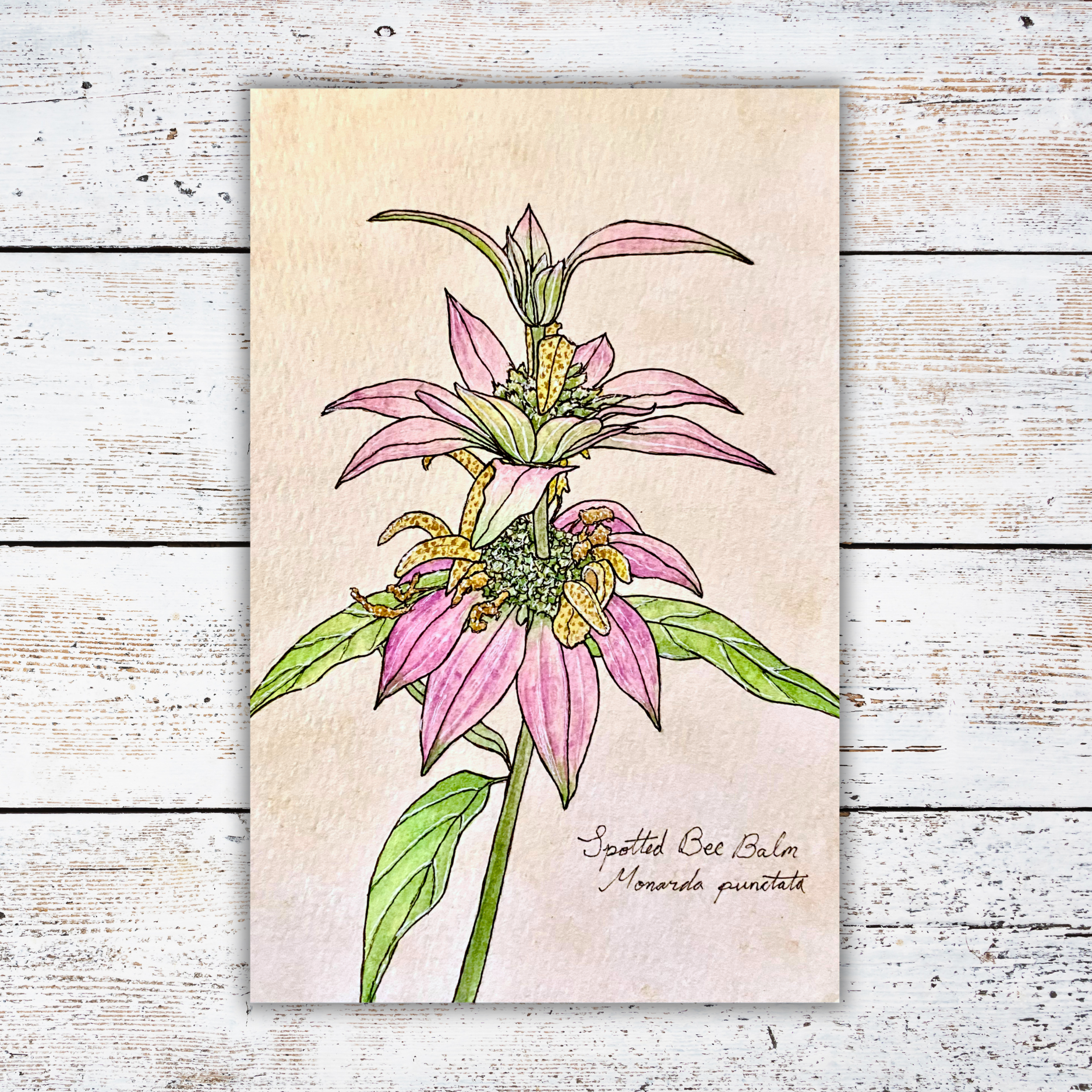 Illustration of a spotted bee balm plant with a white wood background
