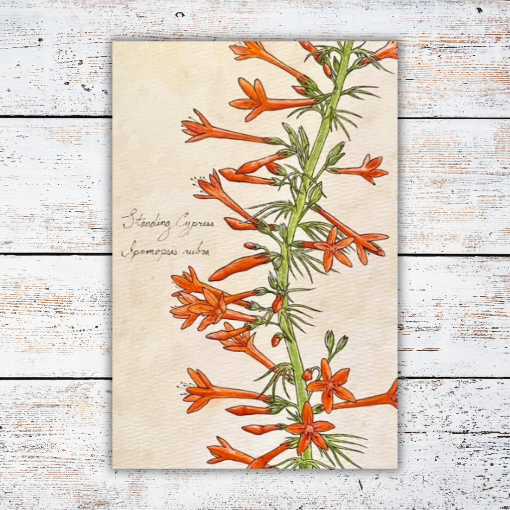 Print of a botanical illustration of orange flowers on a white wooden background