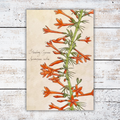 Print of a botanical illustration of orange flowers on a white wooden background