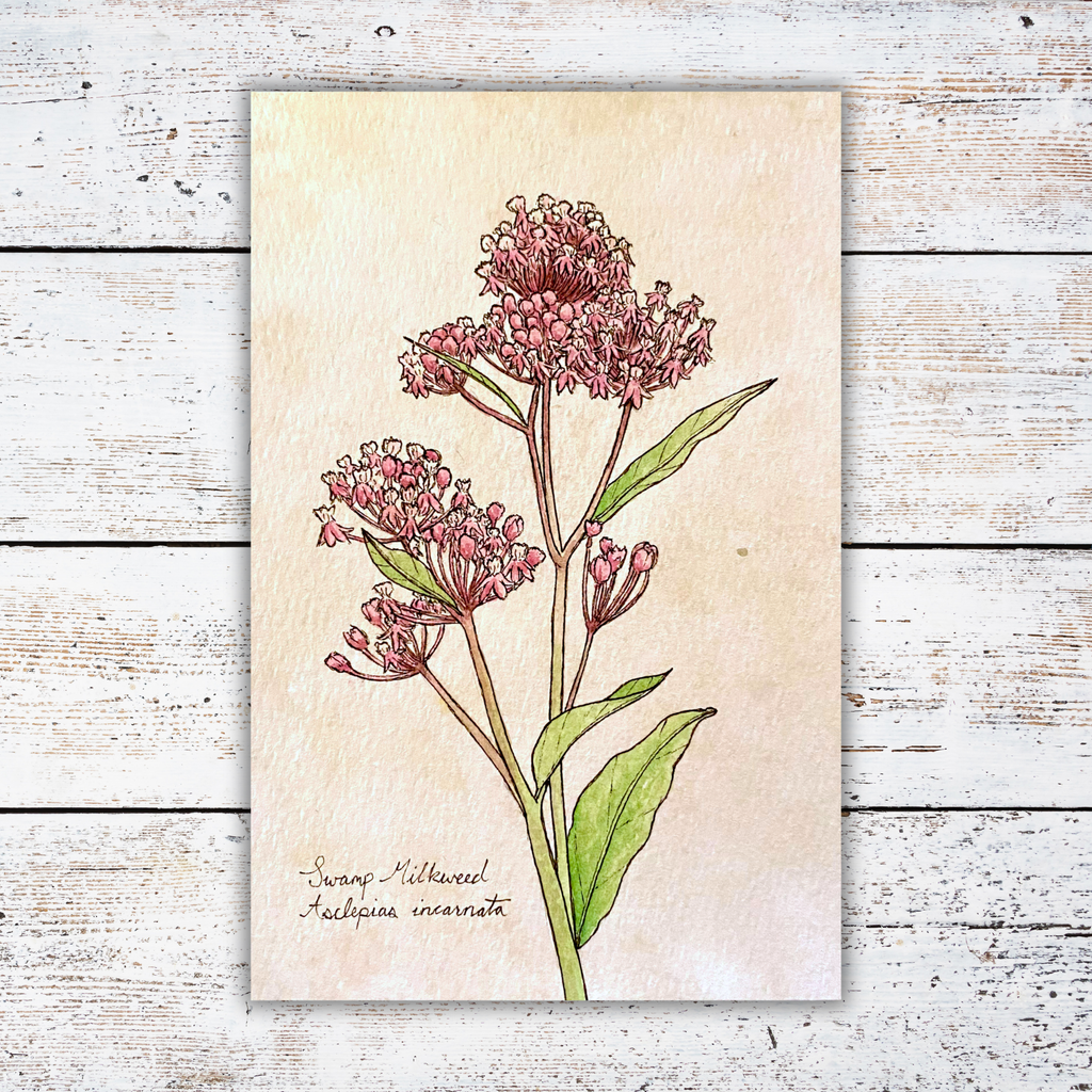 Print of a botanical illustration of pink flowers with a white wooden background