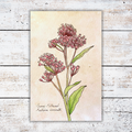 Print of a botanical illustration of pink flowers with a white wooden background