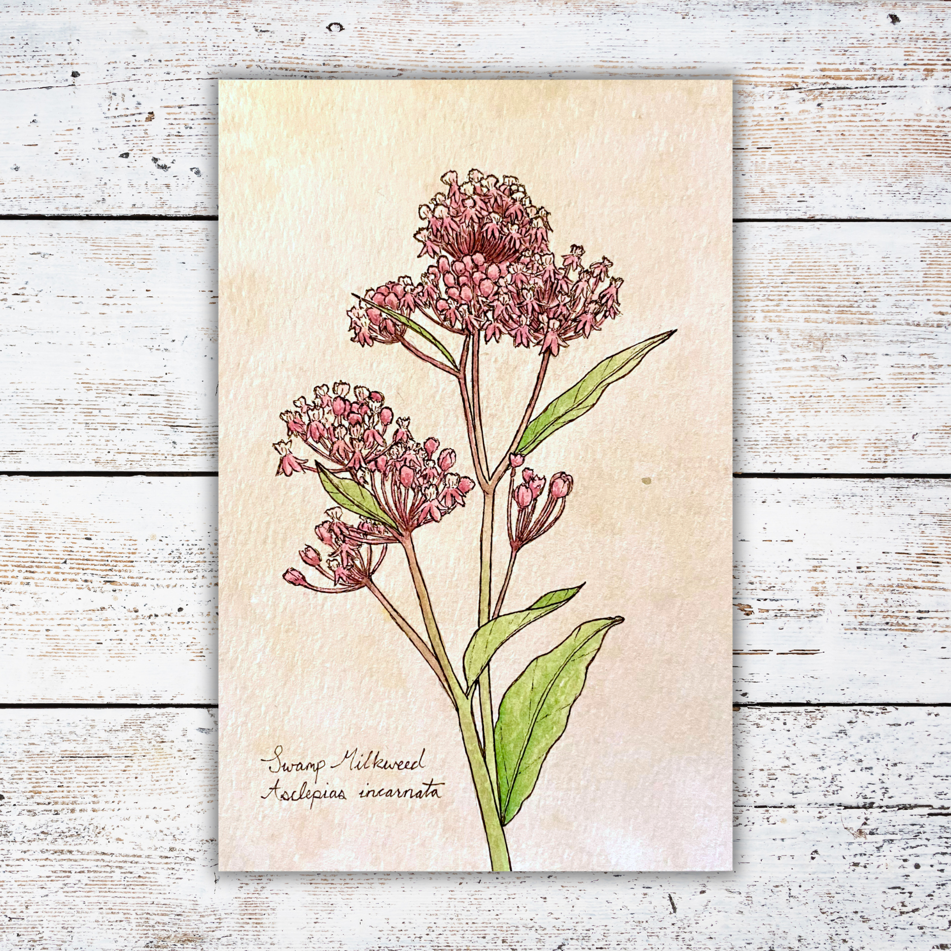 Print of a botanical illustration of pink flowers with a white wooden background