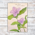 Botanical illustration of purple flowers and green leaves on a white wood background