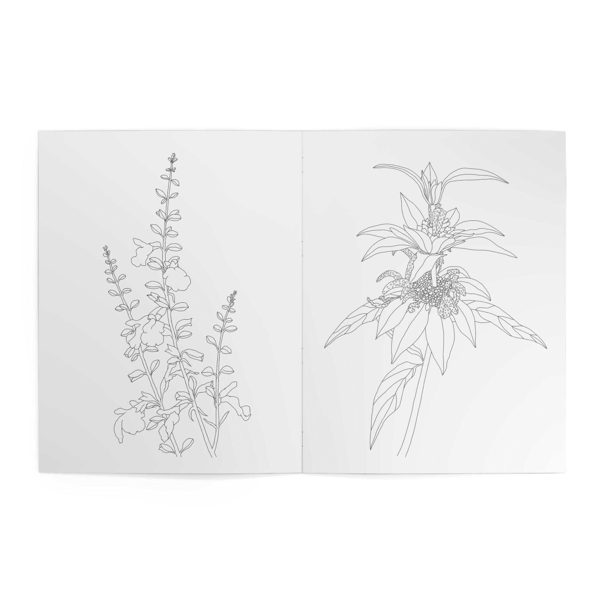 Open book with line drawings of plants on a white background
