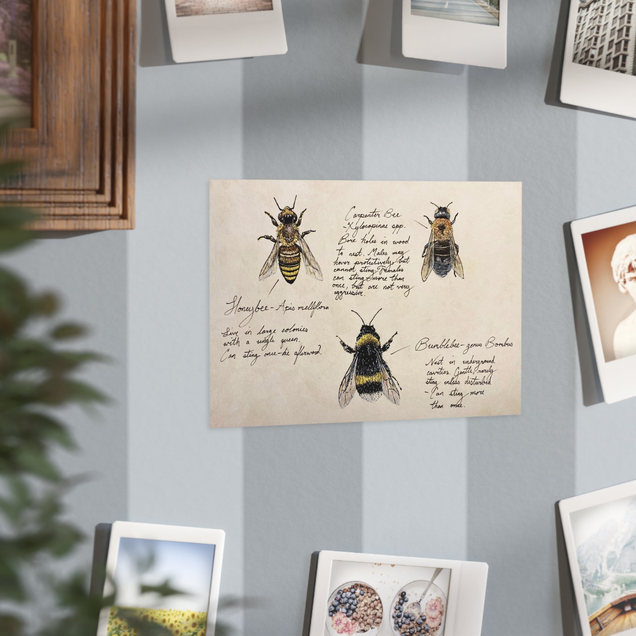 Print of bee illustrations on a wall with other pictures.