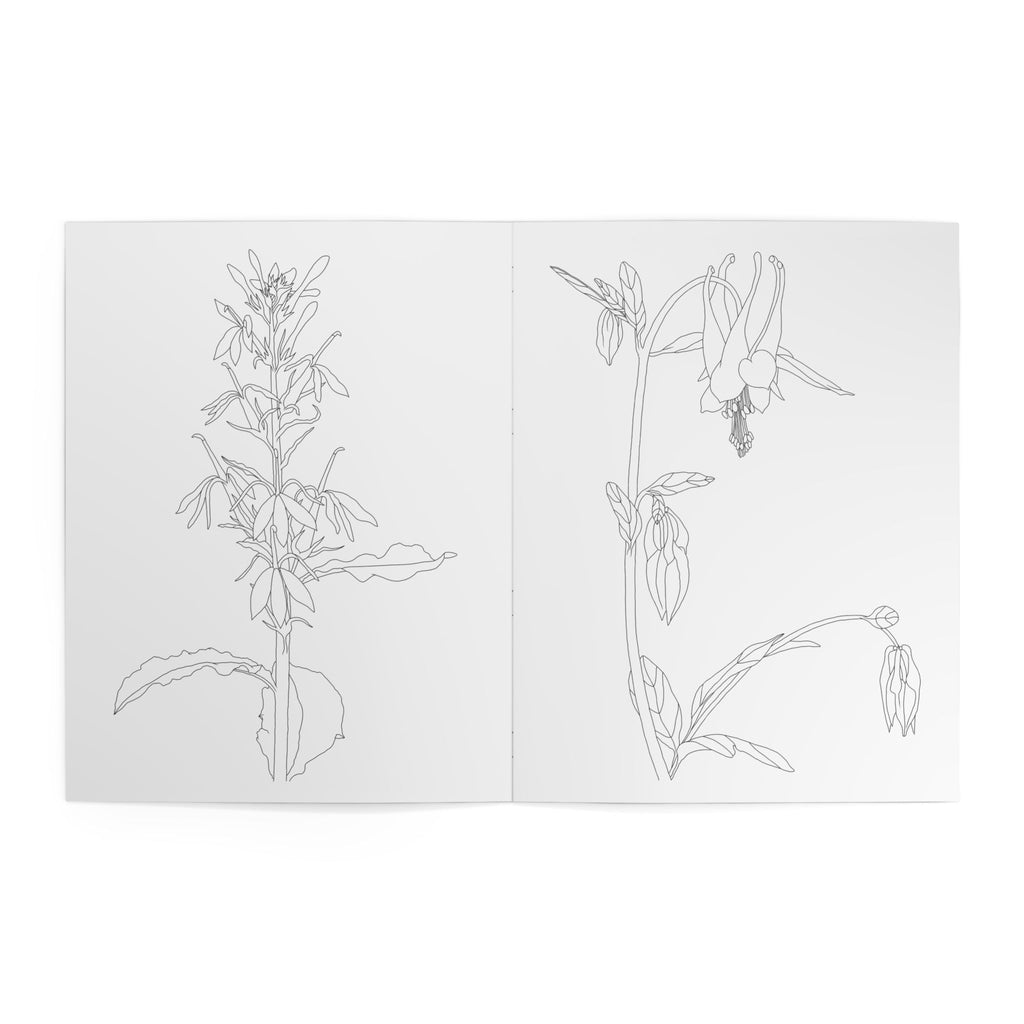 Illustrations of plants on a white background