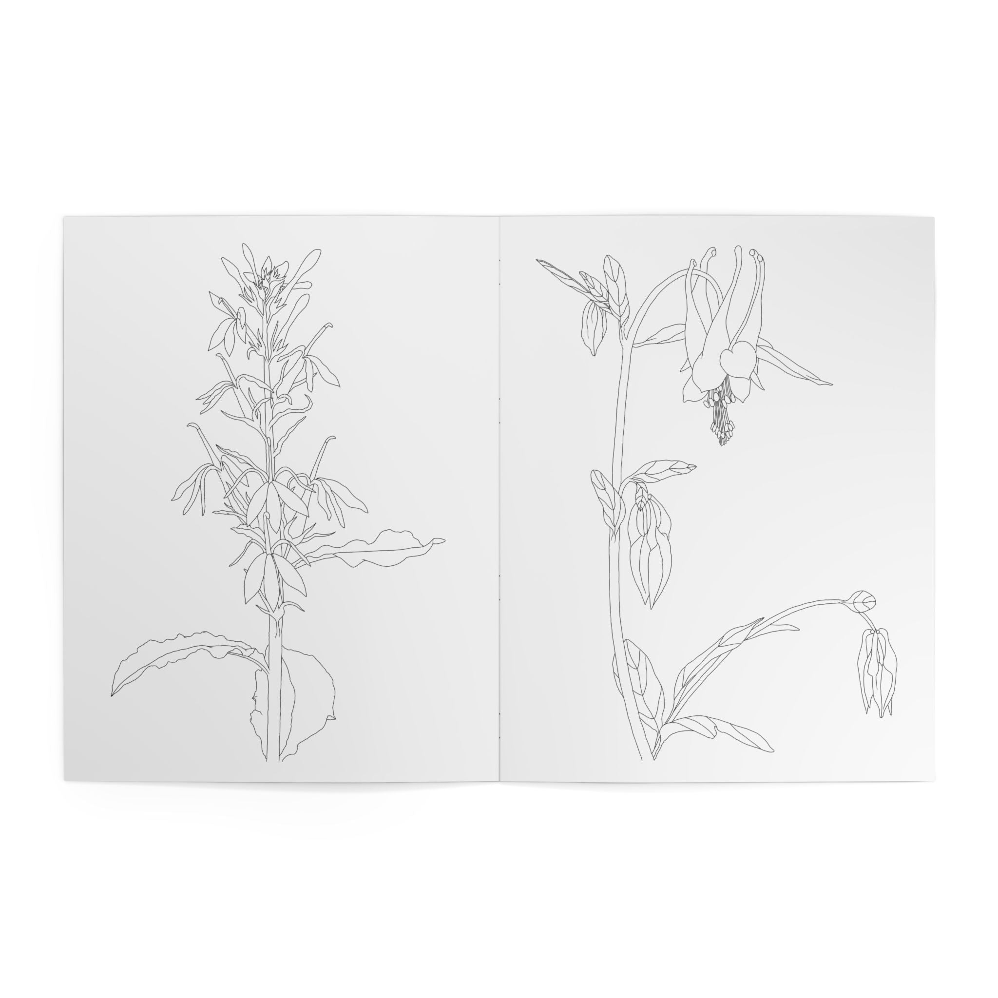 Illustrations of plants on a white background